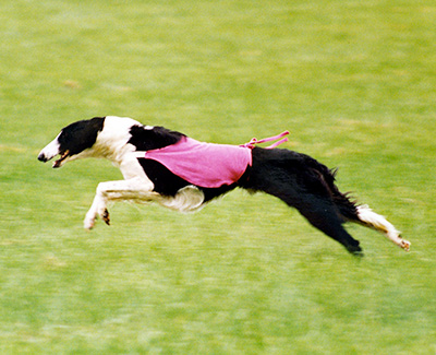 Top Lure Coursing Borzoi 1992